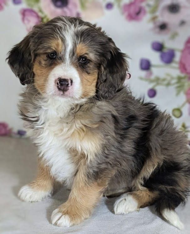 Boy Wyatt — Big Personality, Bigger Cuddles!