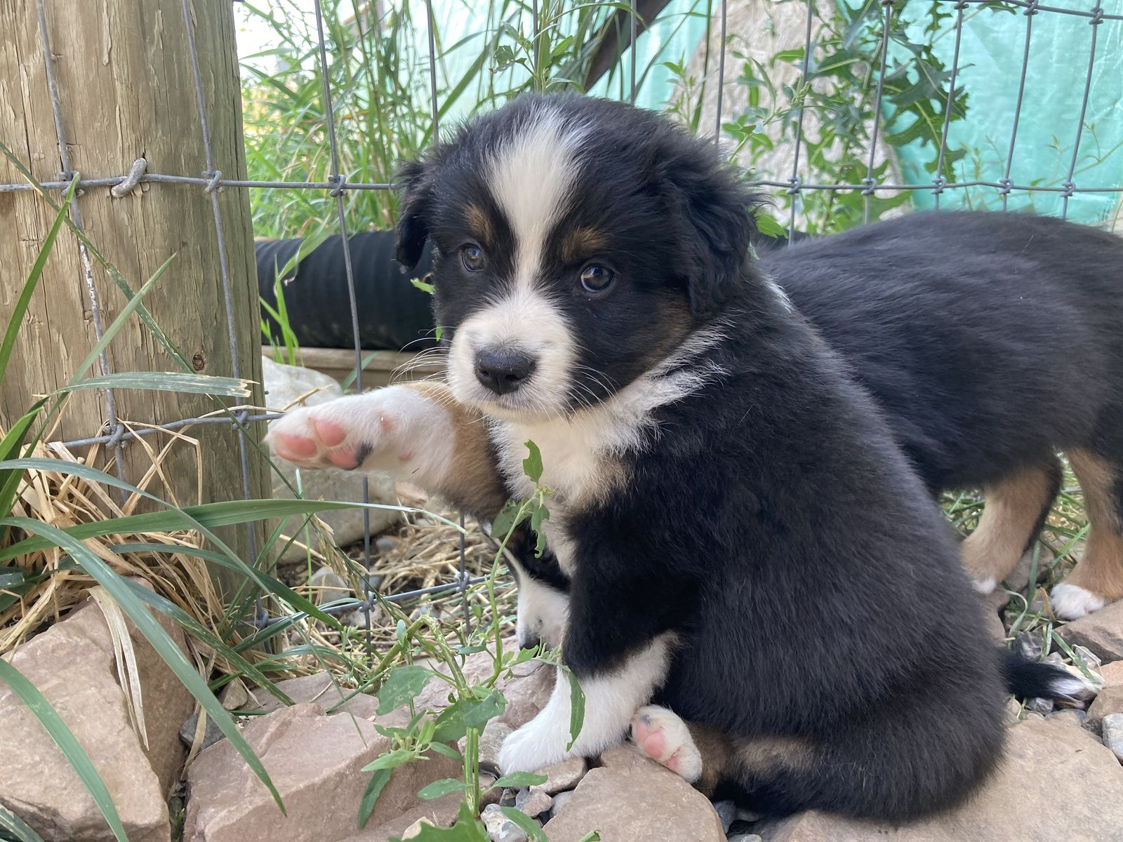 Miniature Australian Shepherd puppies/mini Aussie/asdr