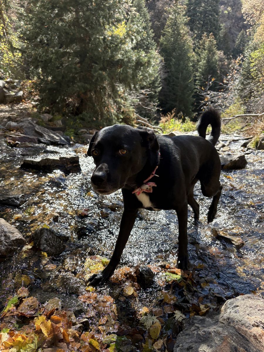 The goodest girl, black lab/border collie mix