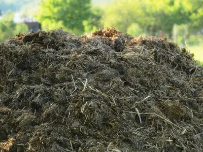 Organic Cow Manure – Garden Fertilizer – Loaded with Tractor