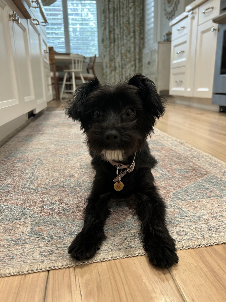 Yorkipoo