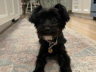 Yorkipoo