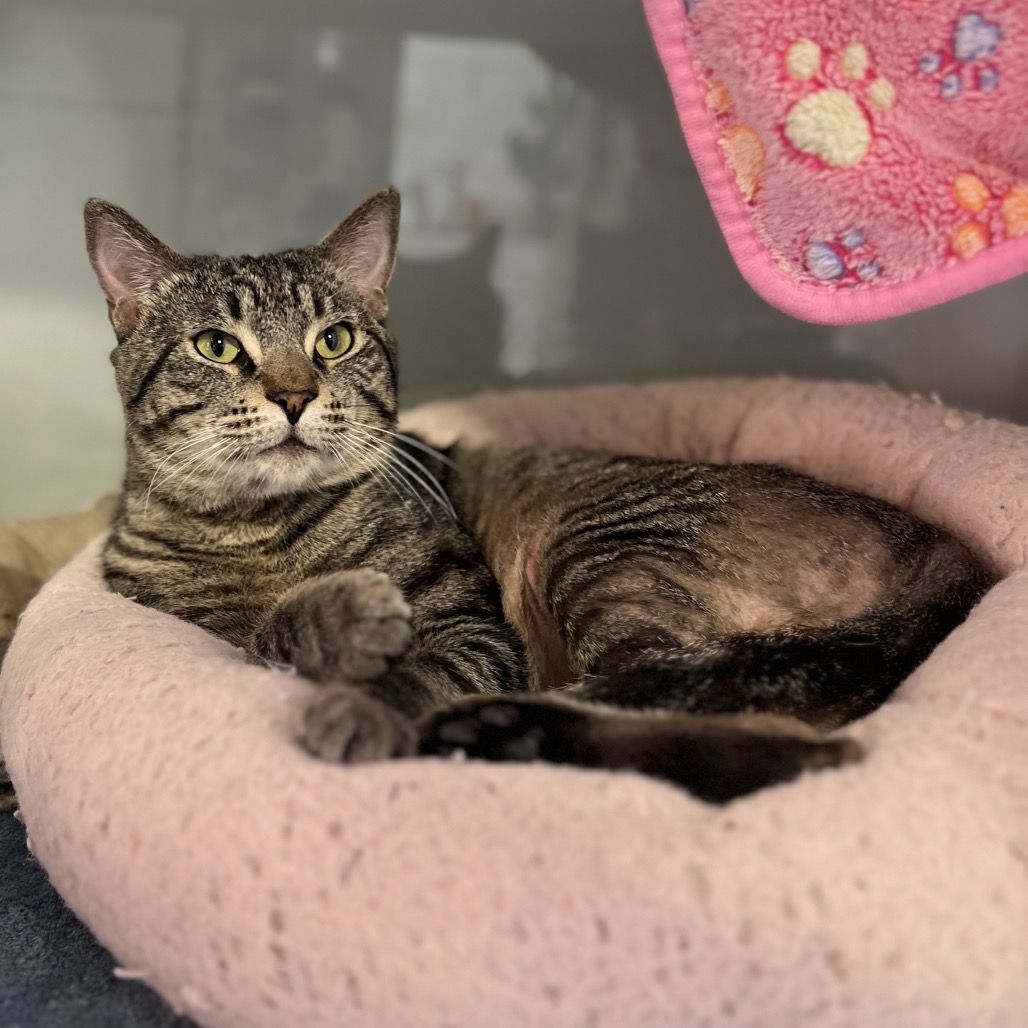 Hello my name is Puff