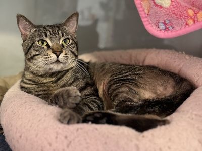 Hello my name is Puff