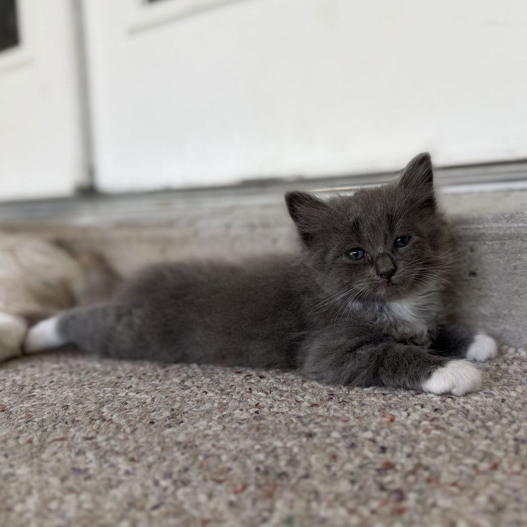 Cutest Half Ragdolls Ever!