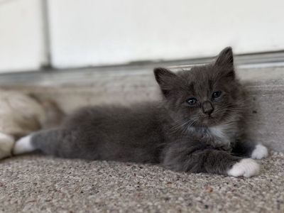 Cutest Half Ragdolls Ever!