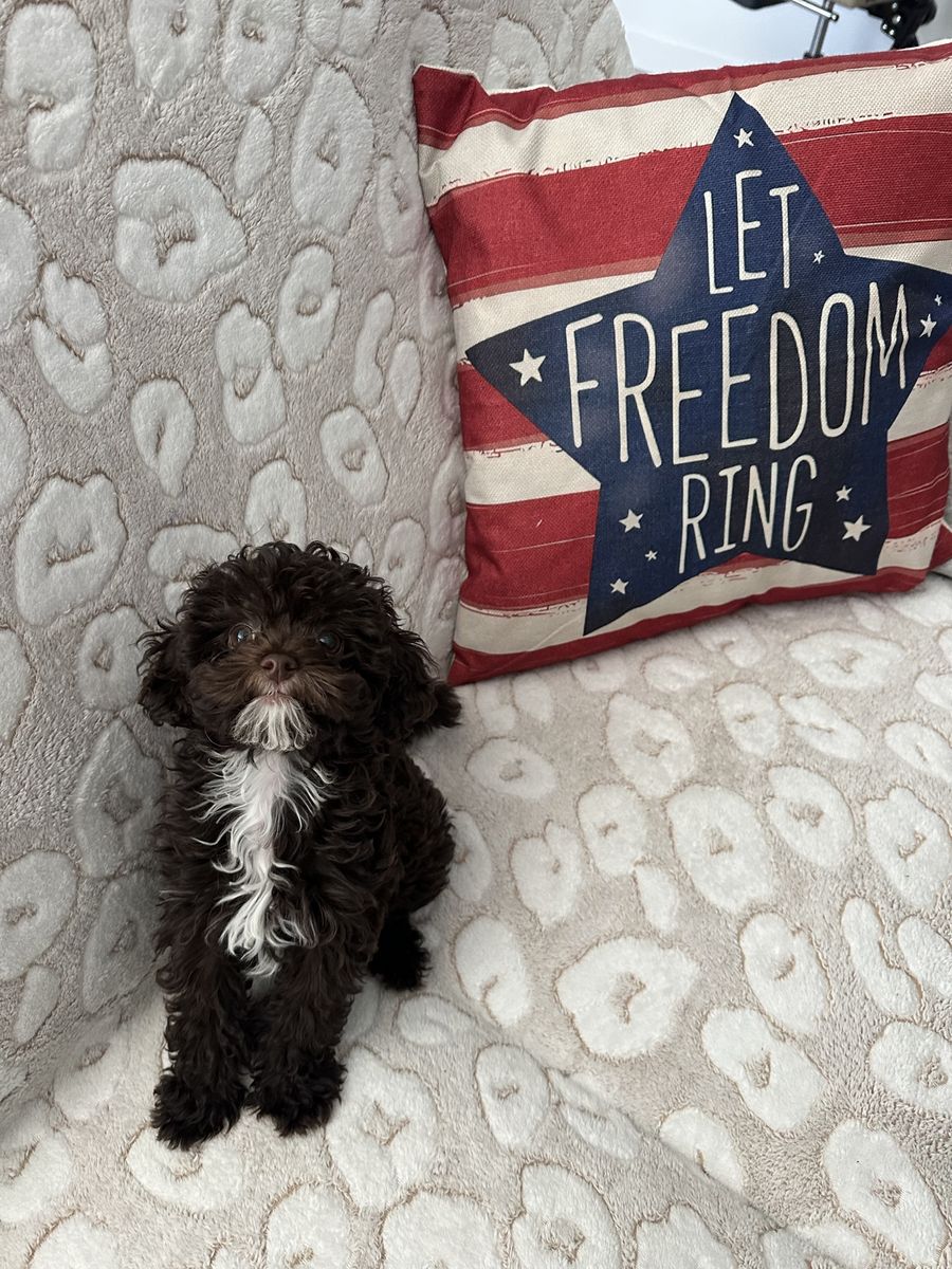 Toy brown tuxedo tri color shi-poo