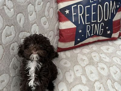 Toy brown tuxedo tri color shi-poo