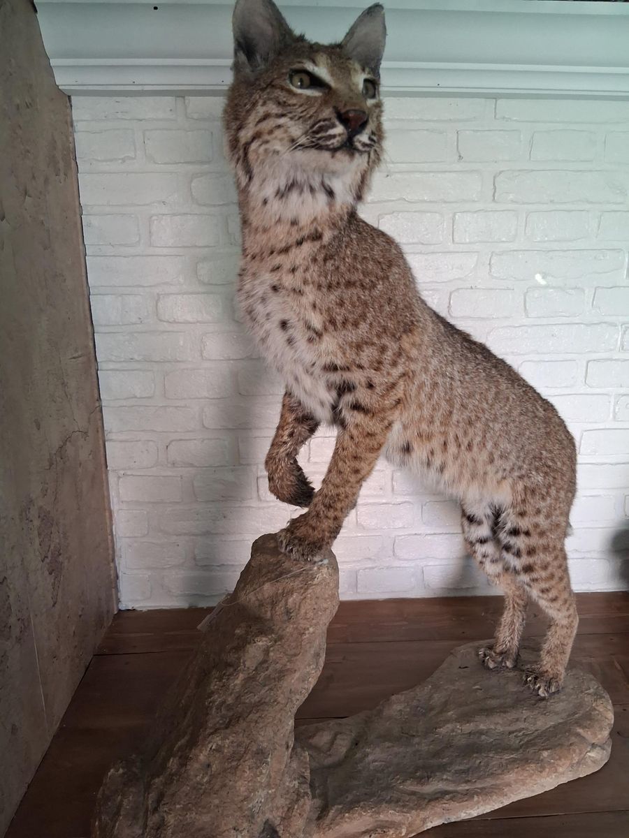 Custom Bobcat Taxidermy Mount