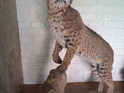 Custom Bobcat Taxidermy Mount