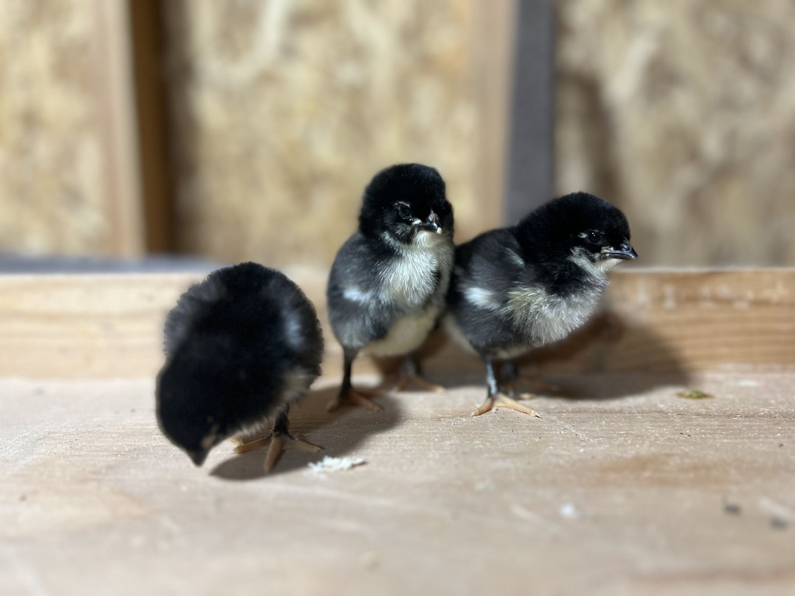 Copper Maran,  Easter egger, olive egger, duckling