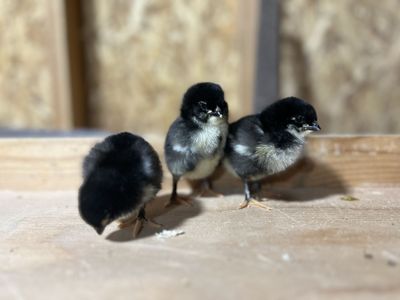 Copper Maran, Easter egger, olive egger, duckling