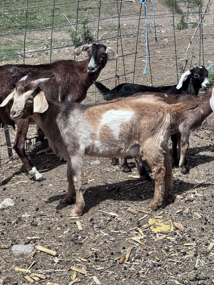 Nubian Goats