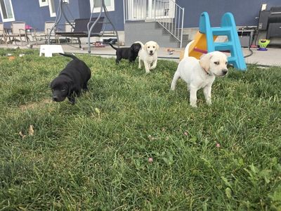 Lab puppies, ready for new homes July 3rd!