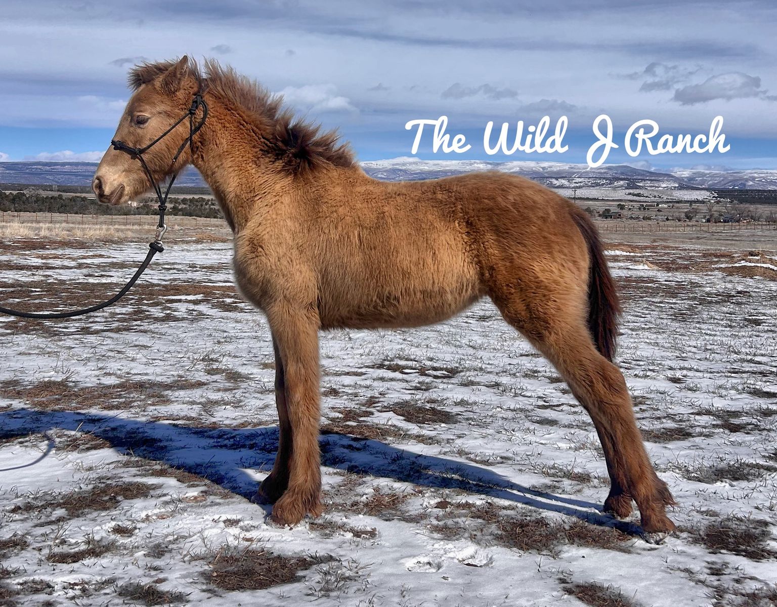 Champagne Friesian x Perch/Gypsy