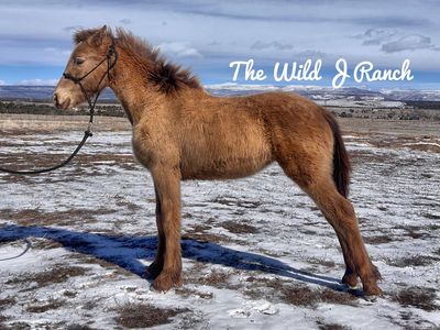 Champagne Friesian x Perch/Gypsy