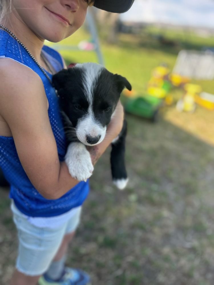 Border Collie/Australian Shepard Puppies