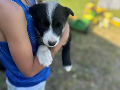 Border Collie/Australian Shepard Puppies