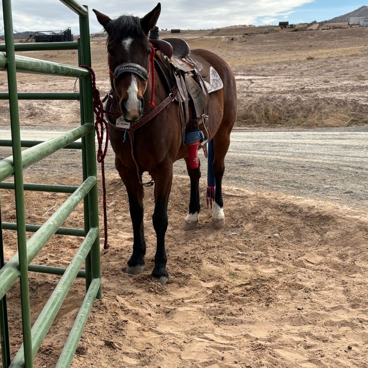 Ranch, Trail and Rope Horse