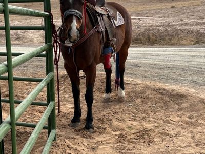 Ranch, Trail and Rope Horse
