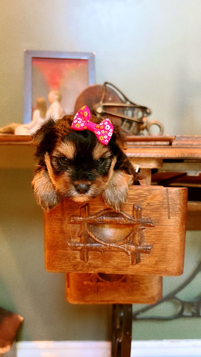 Yorkies