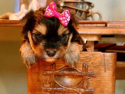 Yorkies