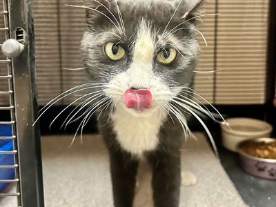 Hello my name is Joel