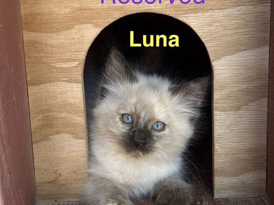 Kittens for Sale