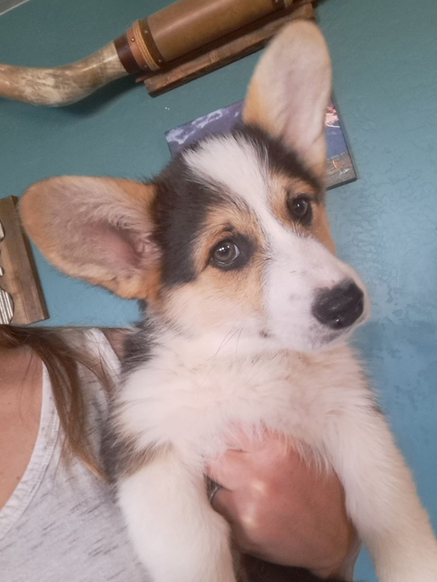 AKC Pembroke Welsh Corgis