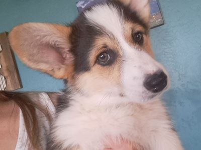 AKC Pembroke Welsh Corgis
