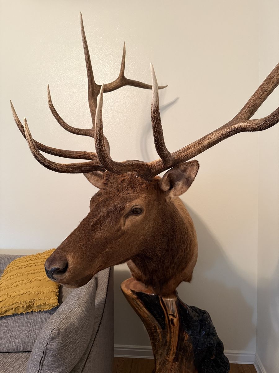 Elk Mount And Pedestal