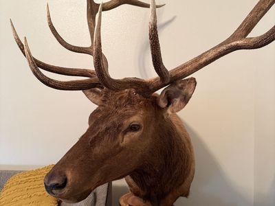 Elk Mount And Pedestal