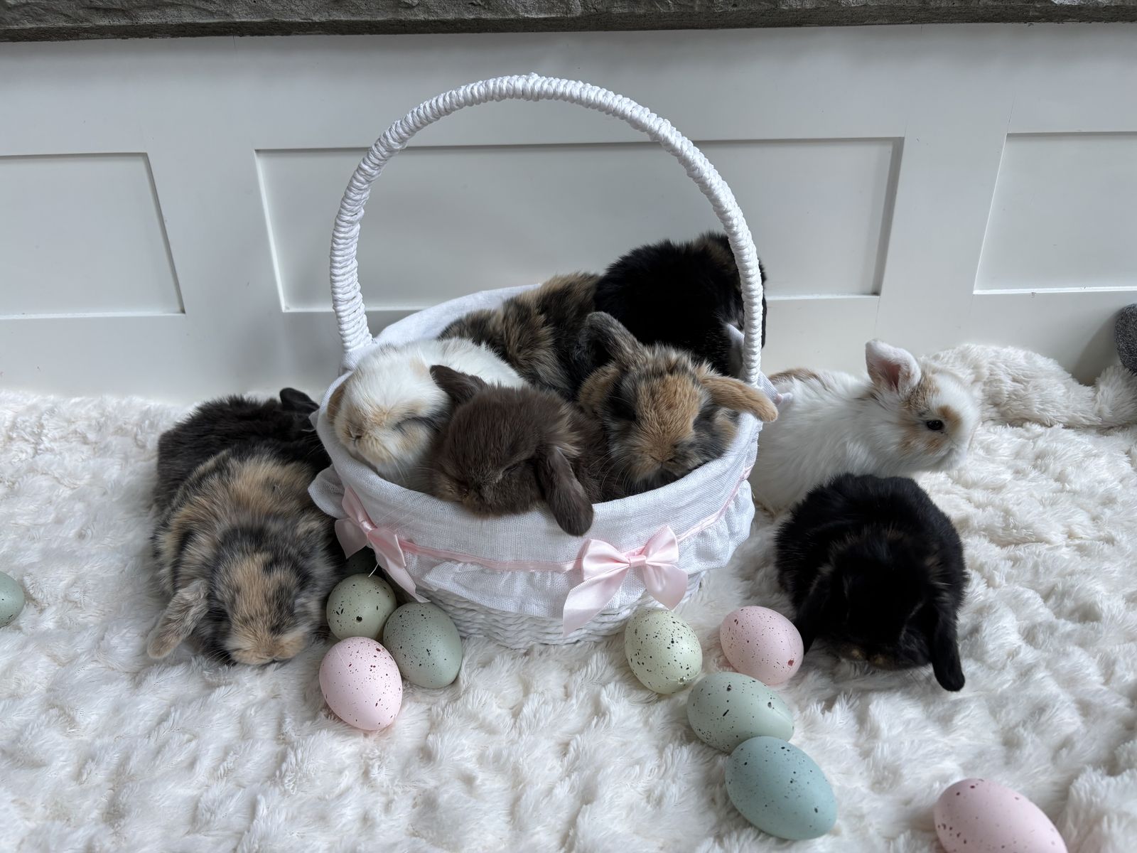 Holland Lop Bunnies (ready the week before Easter)