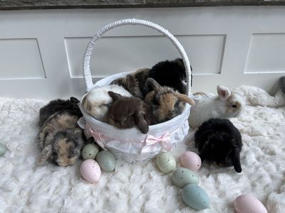 Holland Lop Bunnies (ready the week before Easter)