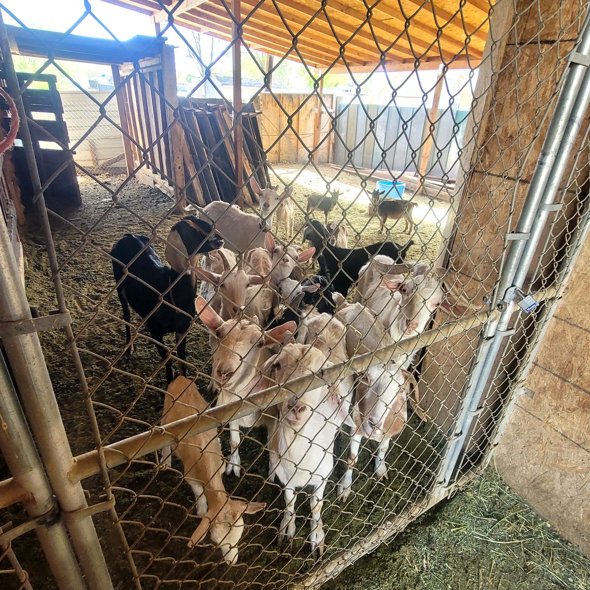 Sheeps and goats for sale
