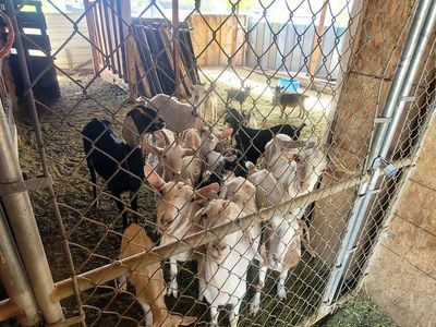 Sheeps and goats for sale