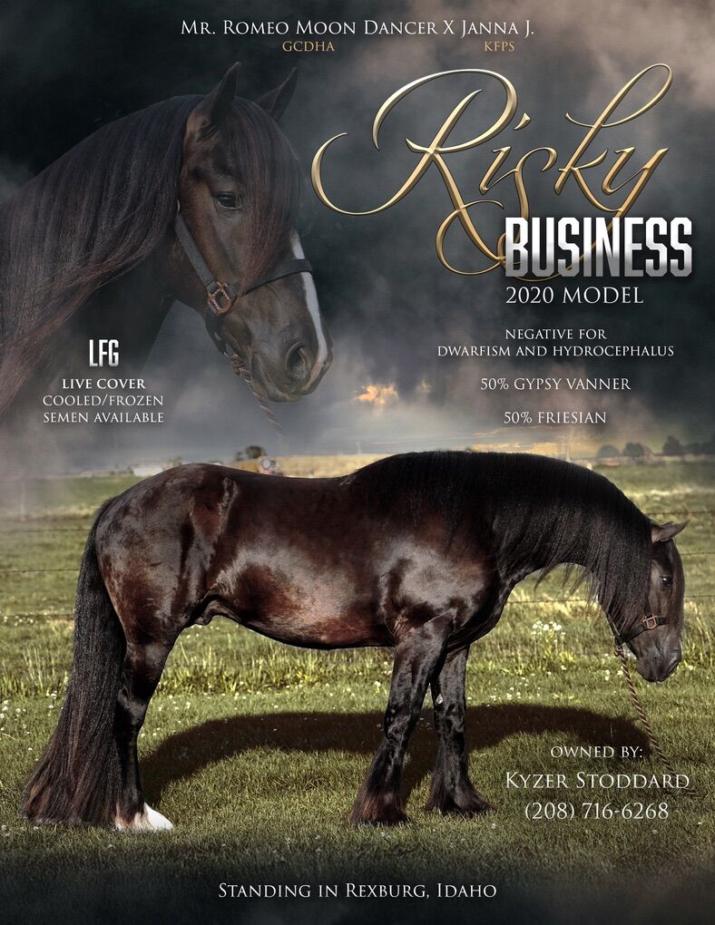 Gyspsian Standing At Stud