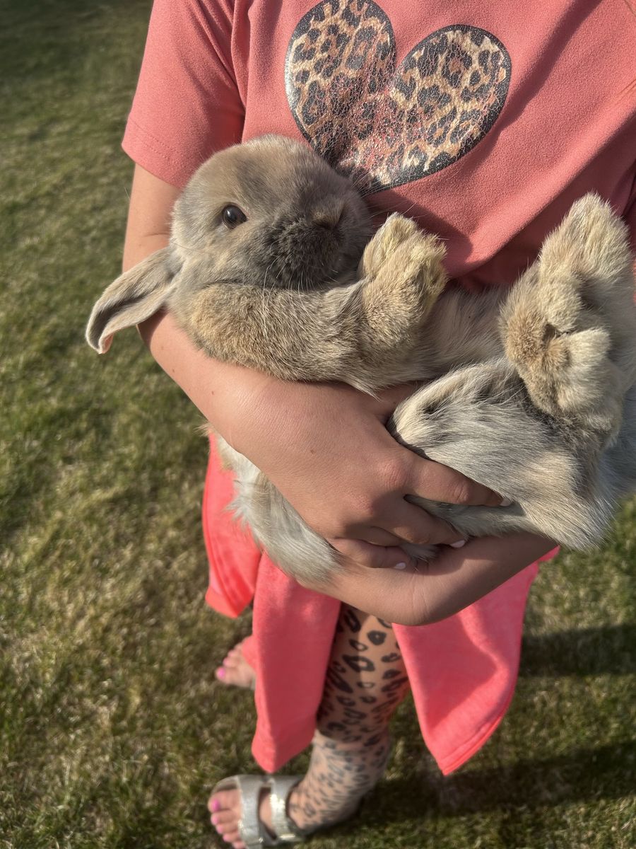 Purebred Holland Lop Bunny