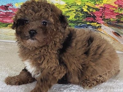 Micro Goldendoodle – Girl Strawberry ($2400)