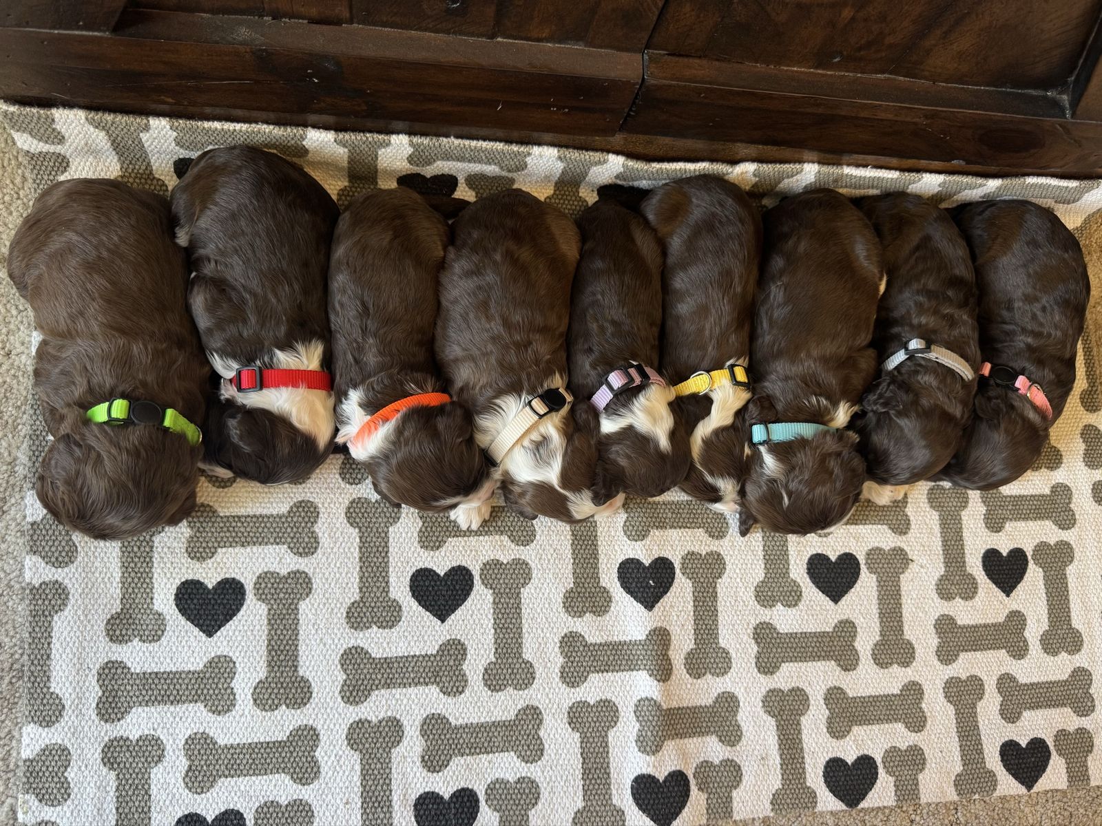 AKC Portuguese Water Dogs