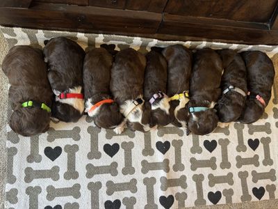 AKC Portuguese Water Dogs