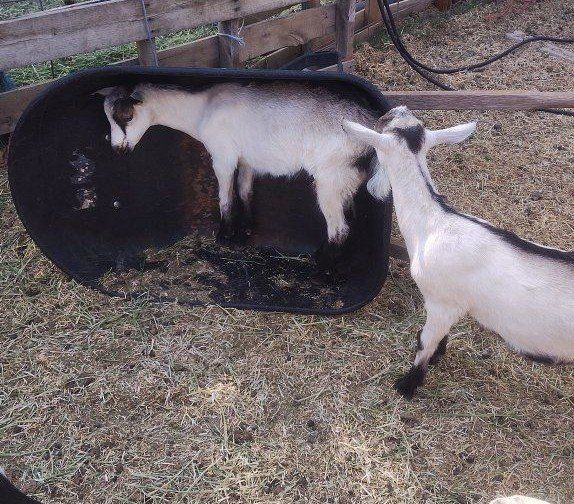 ADGA Alpine registerable Bucklings