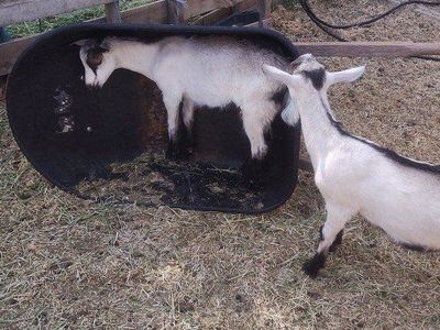 ADGA Alpine registerable Bucklings