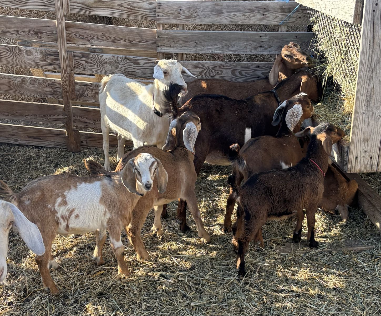 4 Mini Nubian kids