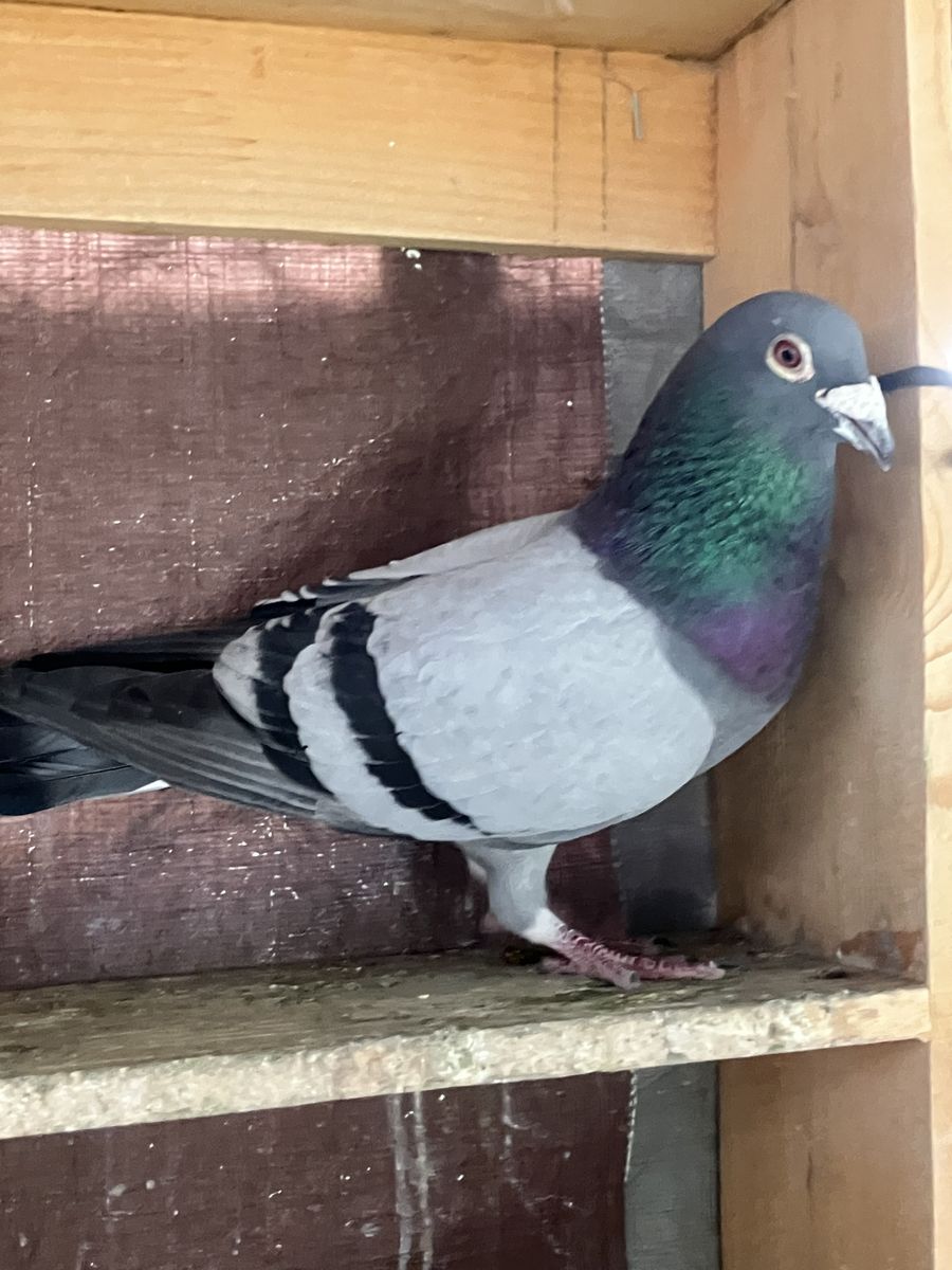 Homing Pigeons, Older Birds, Young Birds, Squeakers