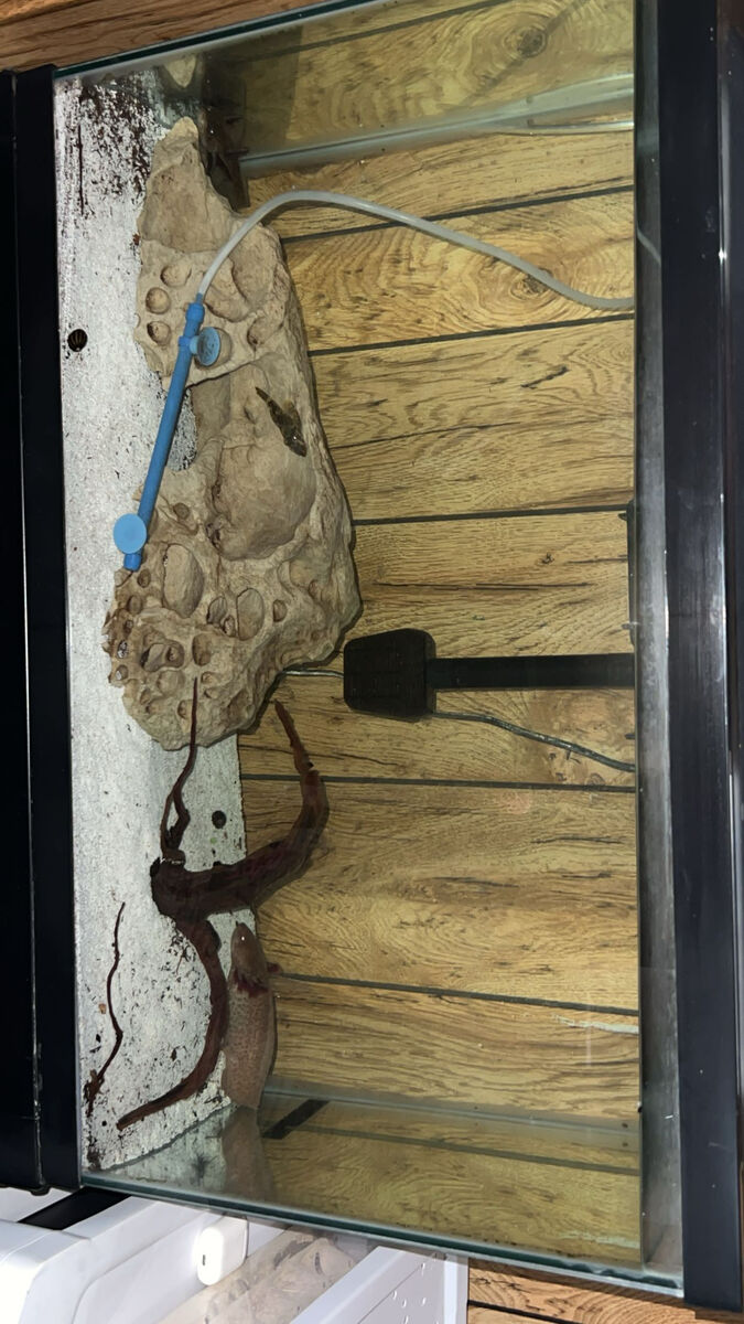 30 gallon tank with a female and male axolotl