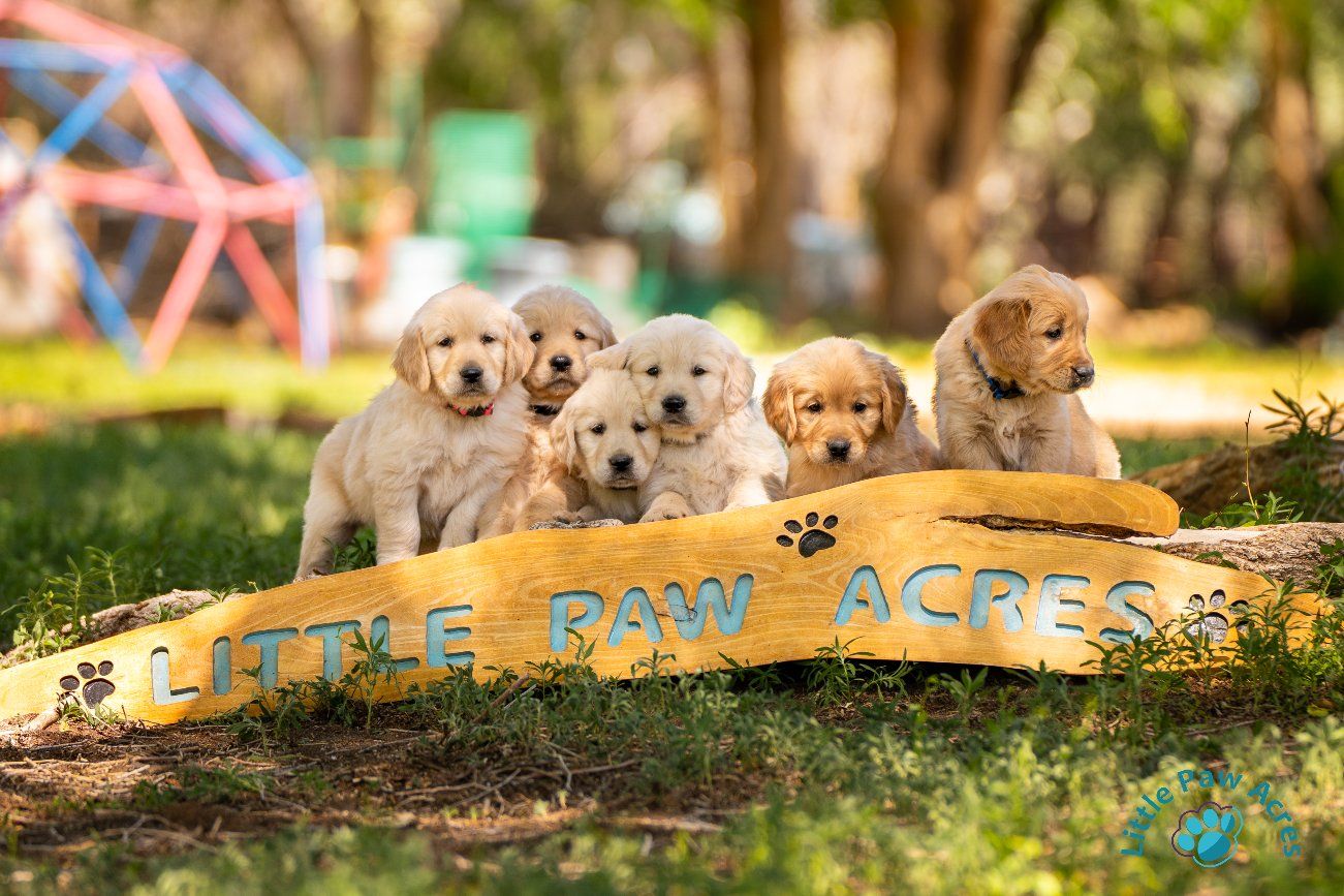 AKC Golden Retriever puppies