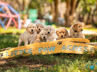 AKC Golden Retriever puppies
