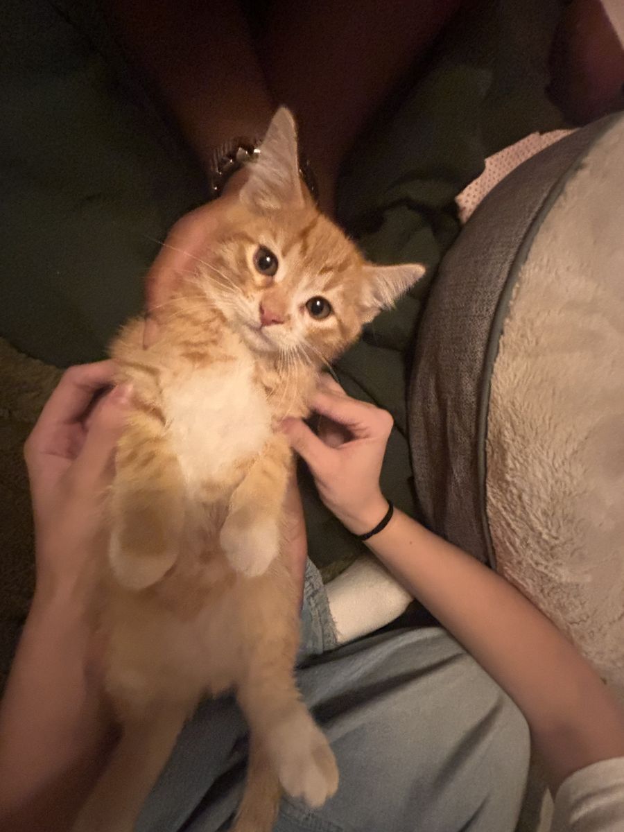 Orange kitten for sale!!