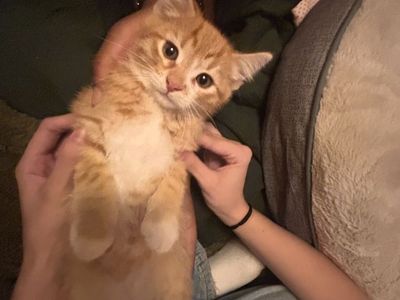 Orange kitten for sale!!
